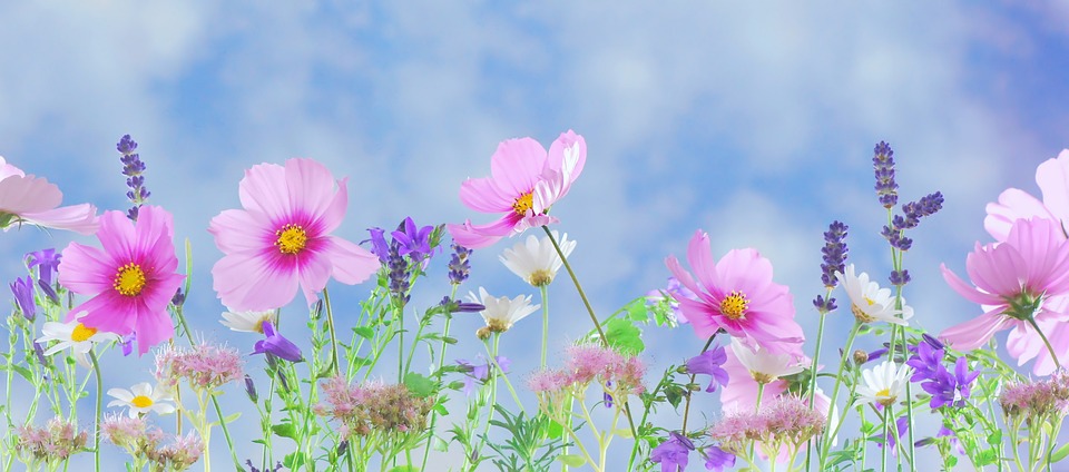 Sommerlig bilde av blomster